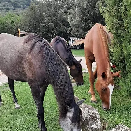 Frantoio Valiani Farm stay *